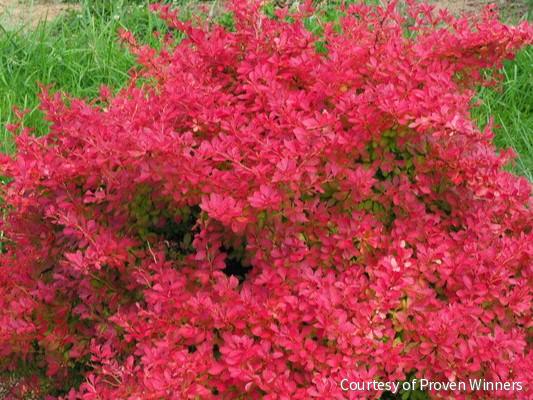 Berberis t. Sunjoy Neo® -Ship Only