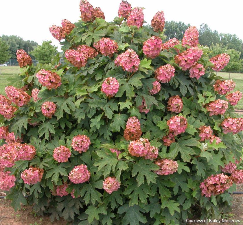 Hydrangea q. 'Munchkin' -Ship Only