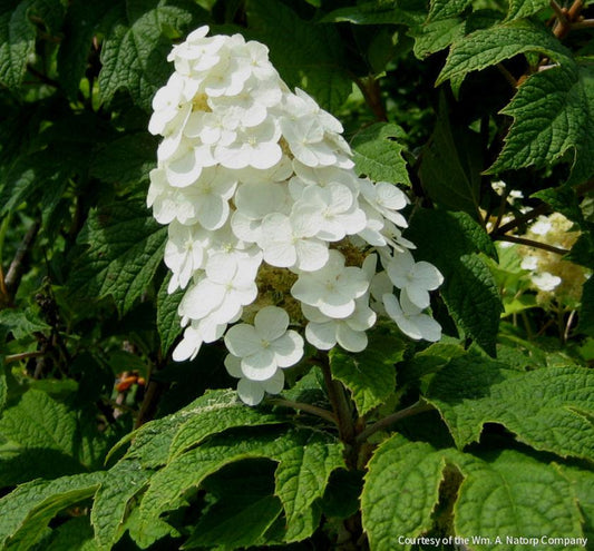 Hydrangea q. 'Snow Queen' -Ship Only
