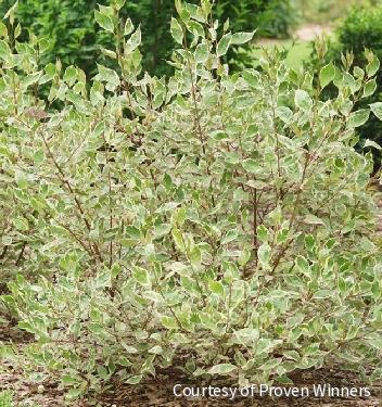 Cornus a. Sgt. Pepper™ -Ship Only