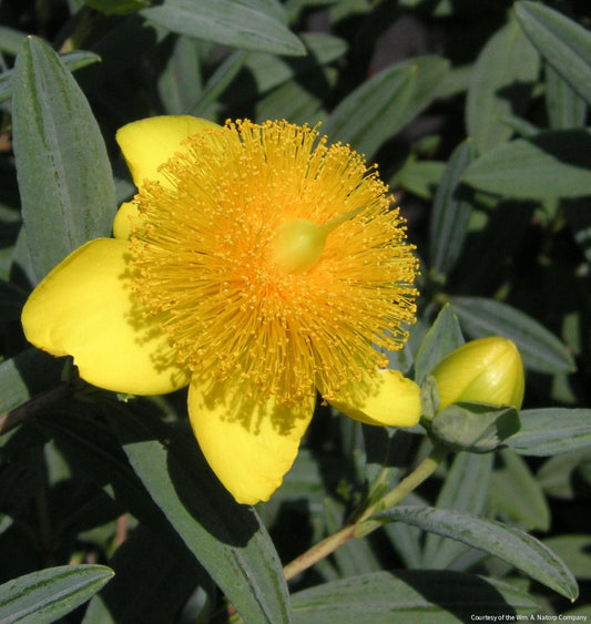 Hypericum f. 'Sunburst' -Ship Only