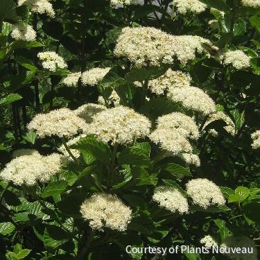 Viburnum d. 'Chicago Lustre' -Ship Only