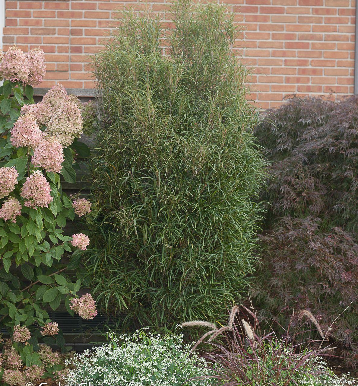 Rhamnus f. Fine Line® -Ship Only
