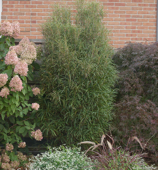 Rhamnus f. Fine Line® -Ship Only