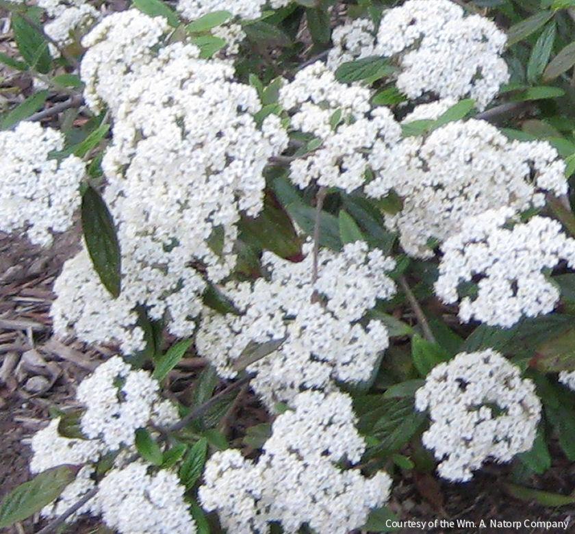 Viburnum x 'Pragense' -Ship Only