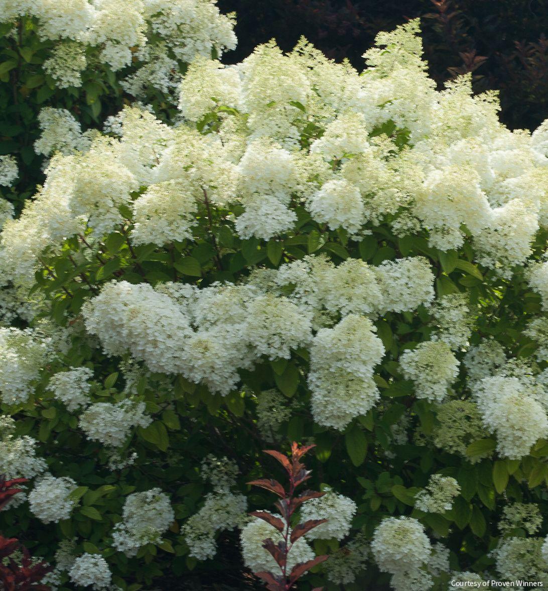 Hydrangea p. Bobo® -Ship Only