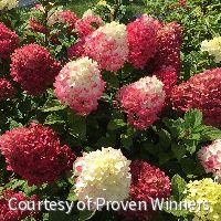 Hydrangea p. Little Lime Punch® -Ship Only