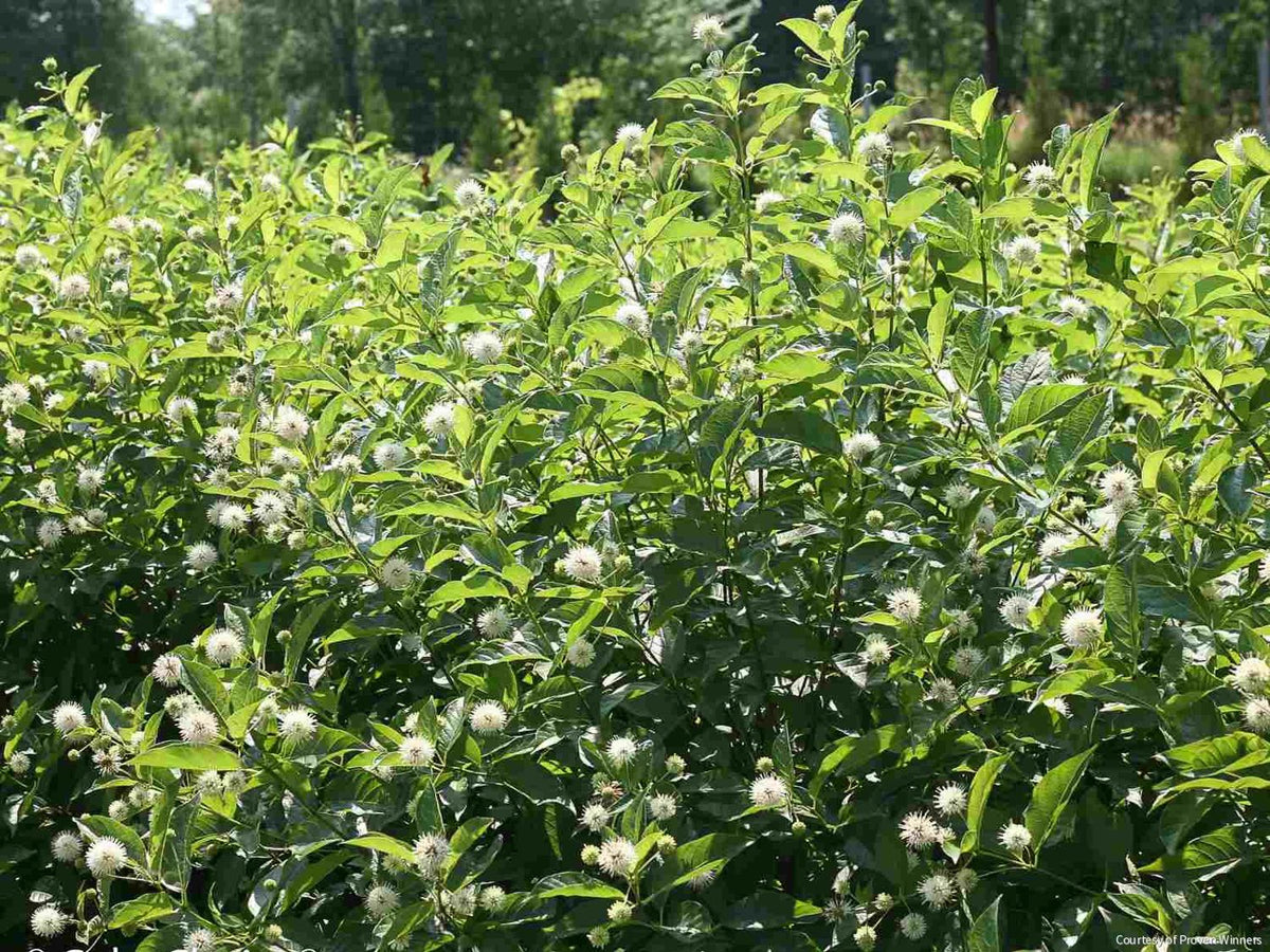 Cephalanthus o. Sugar Shack® 2.0 -Ship Only