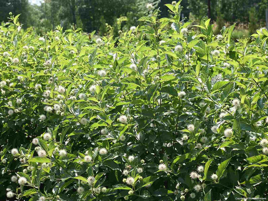 Cephalanthus o. Sugar Shack® 2.0 -Ship Only