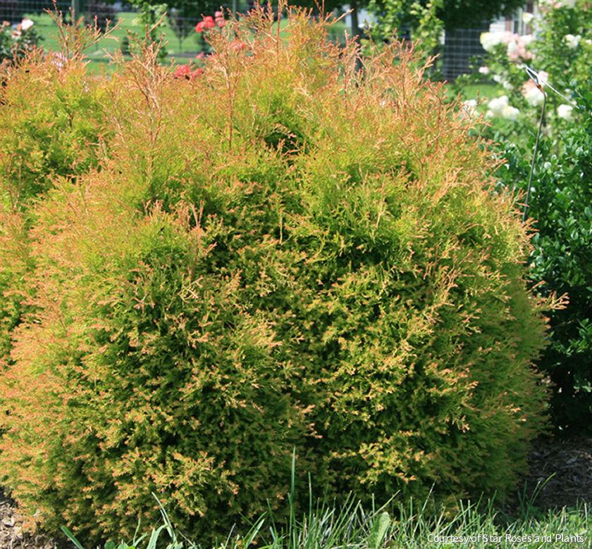 Thuja o. Fire Chief™ -Ship Only