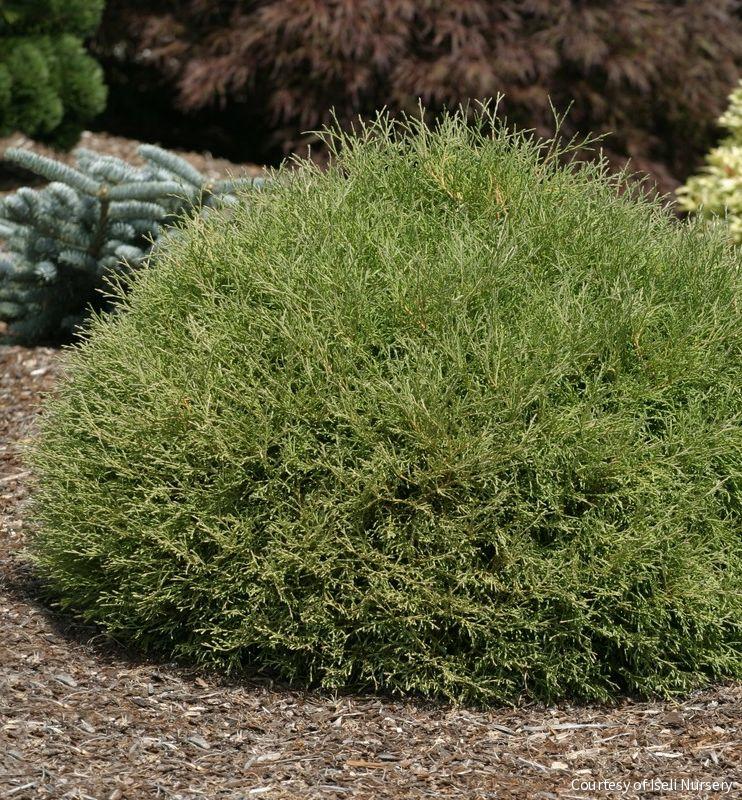 Thuja o. Mr. Bowling Ball® -Ship Only