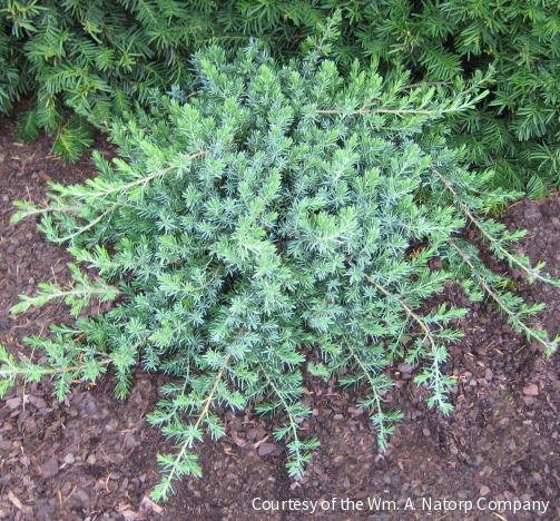 Juniperus c. 'Blue Pacific' -Ship Only