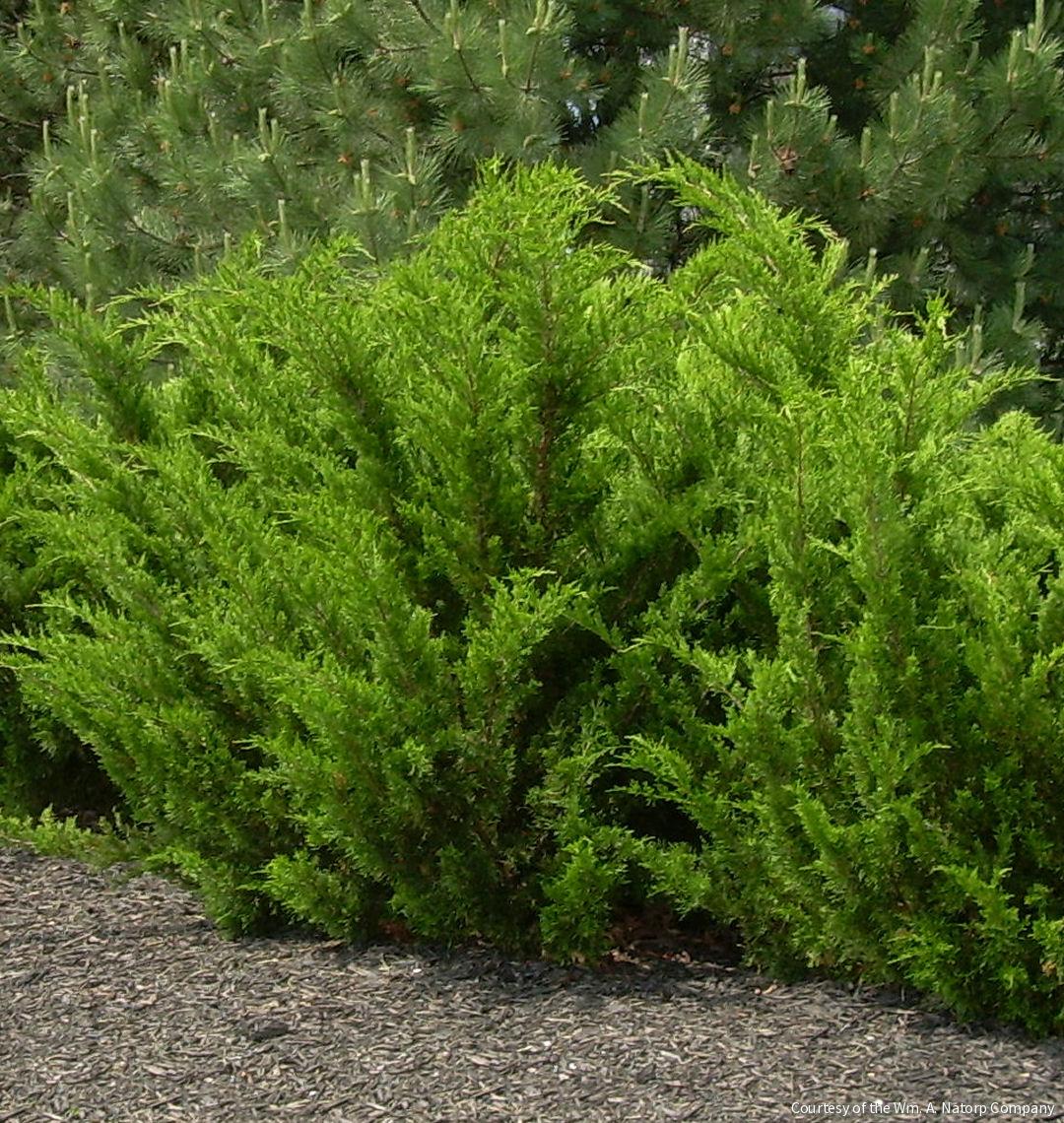 Juniperus c. 'Sea Green' -Ship Only