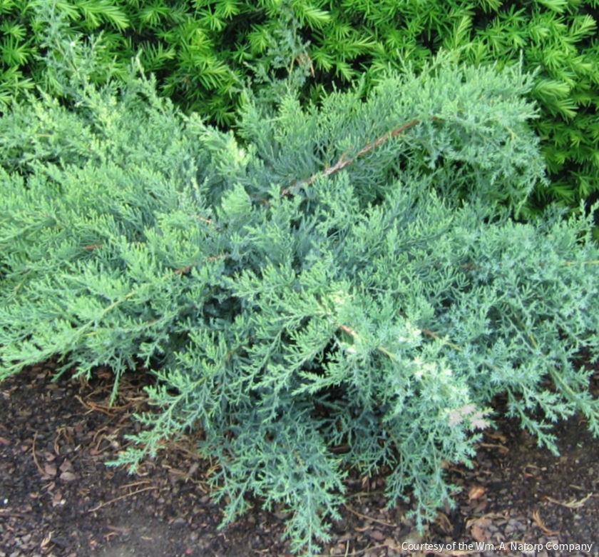 Juniperus c. 'Nick's Compacta' -Ship Only
