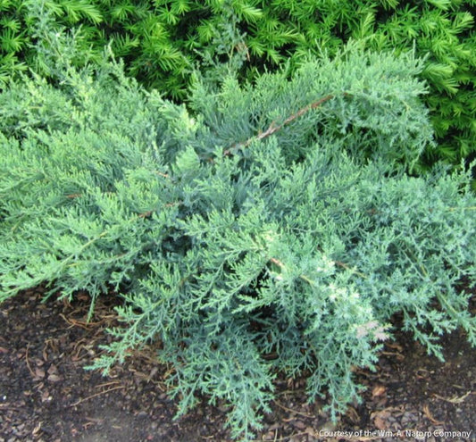 Juniperus c. 'Nick's Compacta' -Ship Only