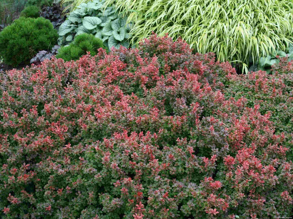 Berberis t. 'Admiration' -Ship Only