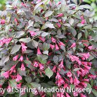 Weigela f. Midnight Wine Shine® -Ship Only