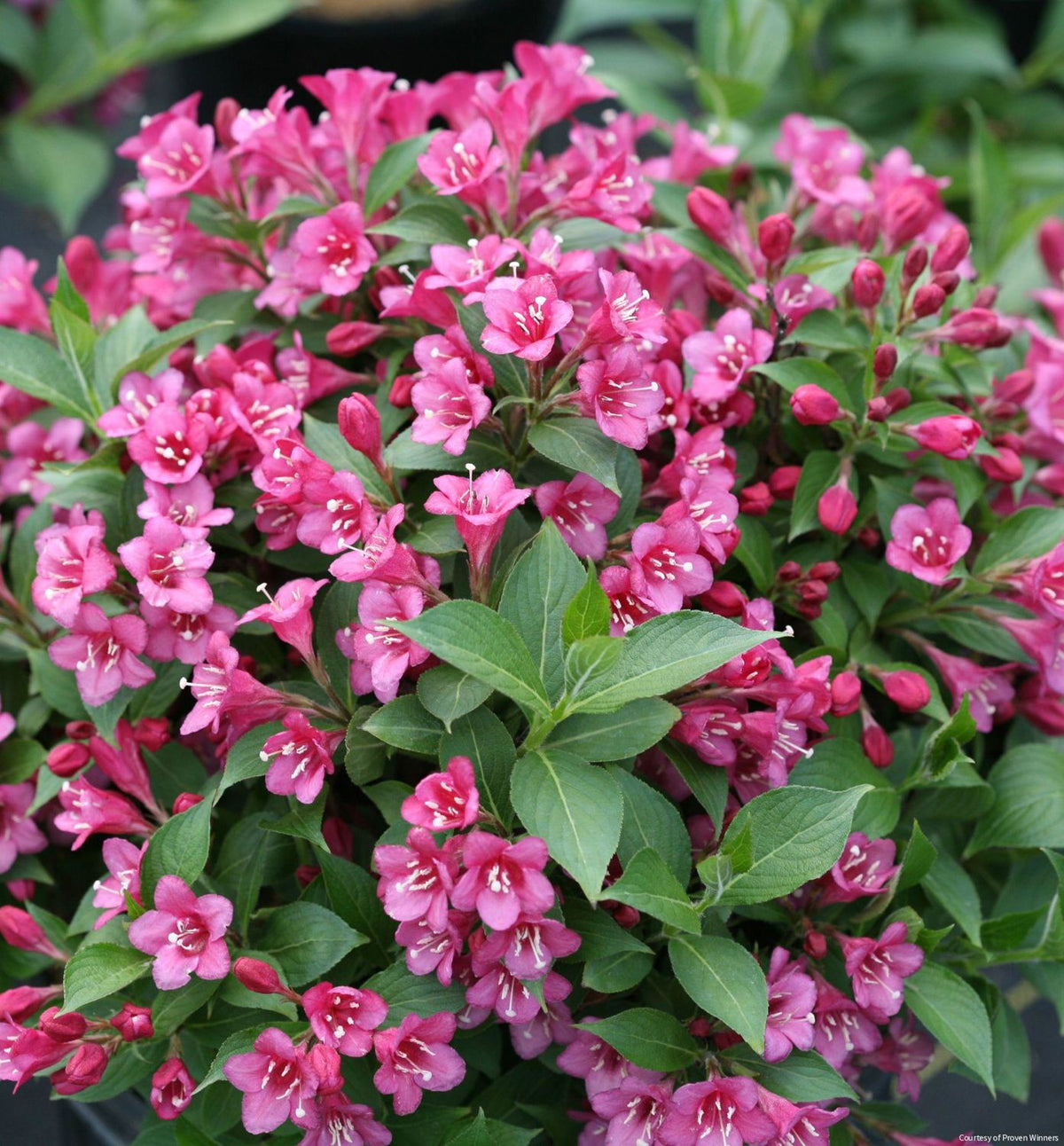 Weigela f. Snippet® Dark Pink -Ship Only