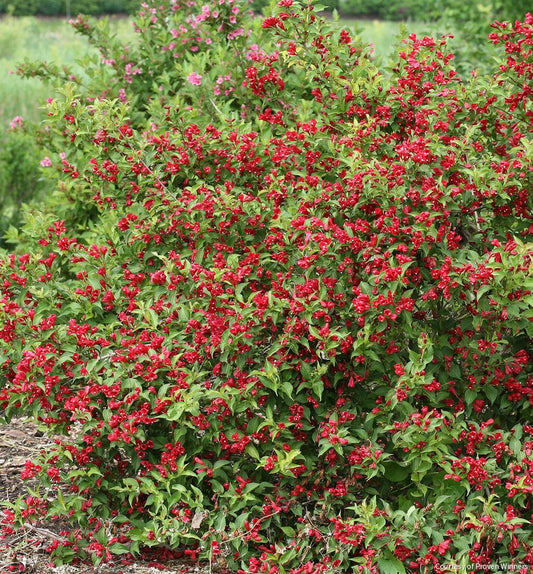 Weigela f. Sonic Bloom® Red -Ship Only