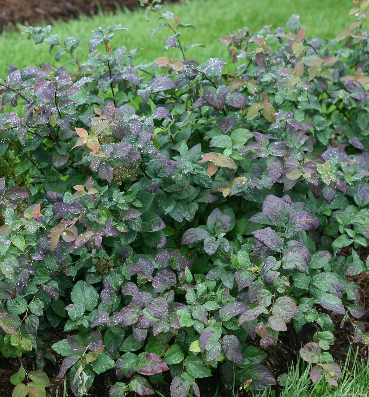 Spiraea m. Double Play® Blue Kazoo® -Ship Only