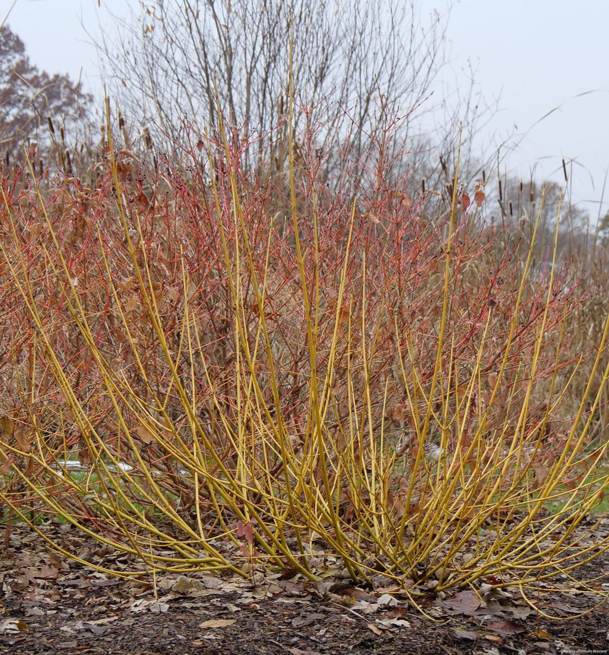 Cornus s. Arctic Fire® Yellow -Ship Only