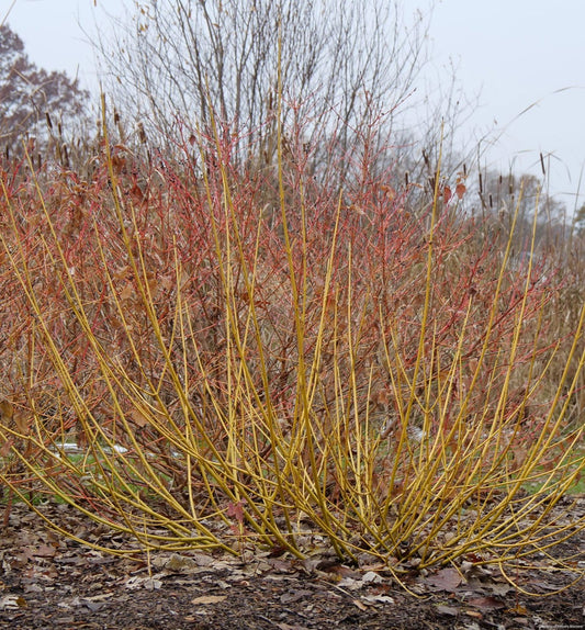 Cornus s. Arctic Fire® Yellow -Ship Only