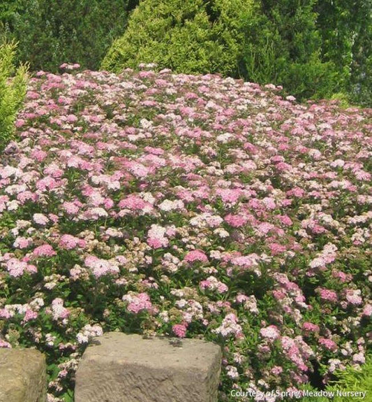 Spiraea j. 'Little Princess' -Ship Only