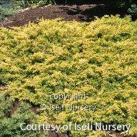 Juniperus conferta 'All Gold' -Ship Only