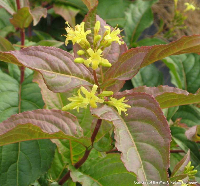 Diervilla lonicera -Ship Only