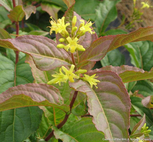 Diervilla lonicera -Ship Only