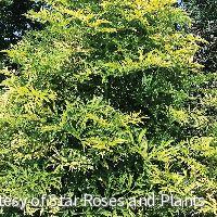 Sambucus n. Golden Tower® -Ship Only