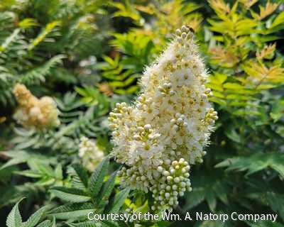 Sorbaria s. 'Sem' -Ship Only