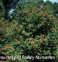 Viburnum x r. 'Alleghany' -Ship Only