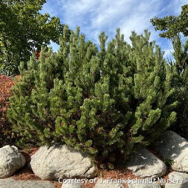 Pinus mugo 'Pumilio' -Ship Only
