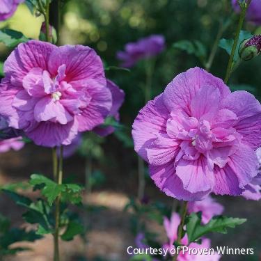 Hibiscus s. Dark Lavender Chiffon® -Ship Only