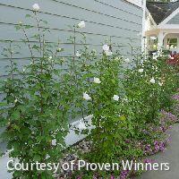 Hibiscus s. White Pillar® -Ship Only