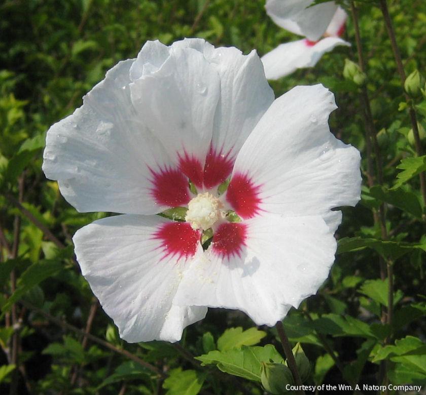 Hibiscus s. 'Red Heart' -Ship Only
