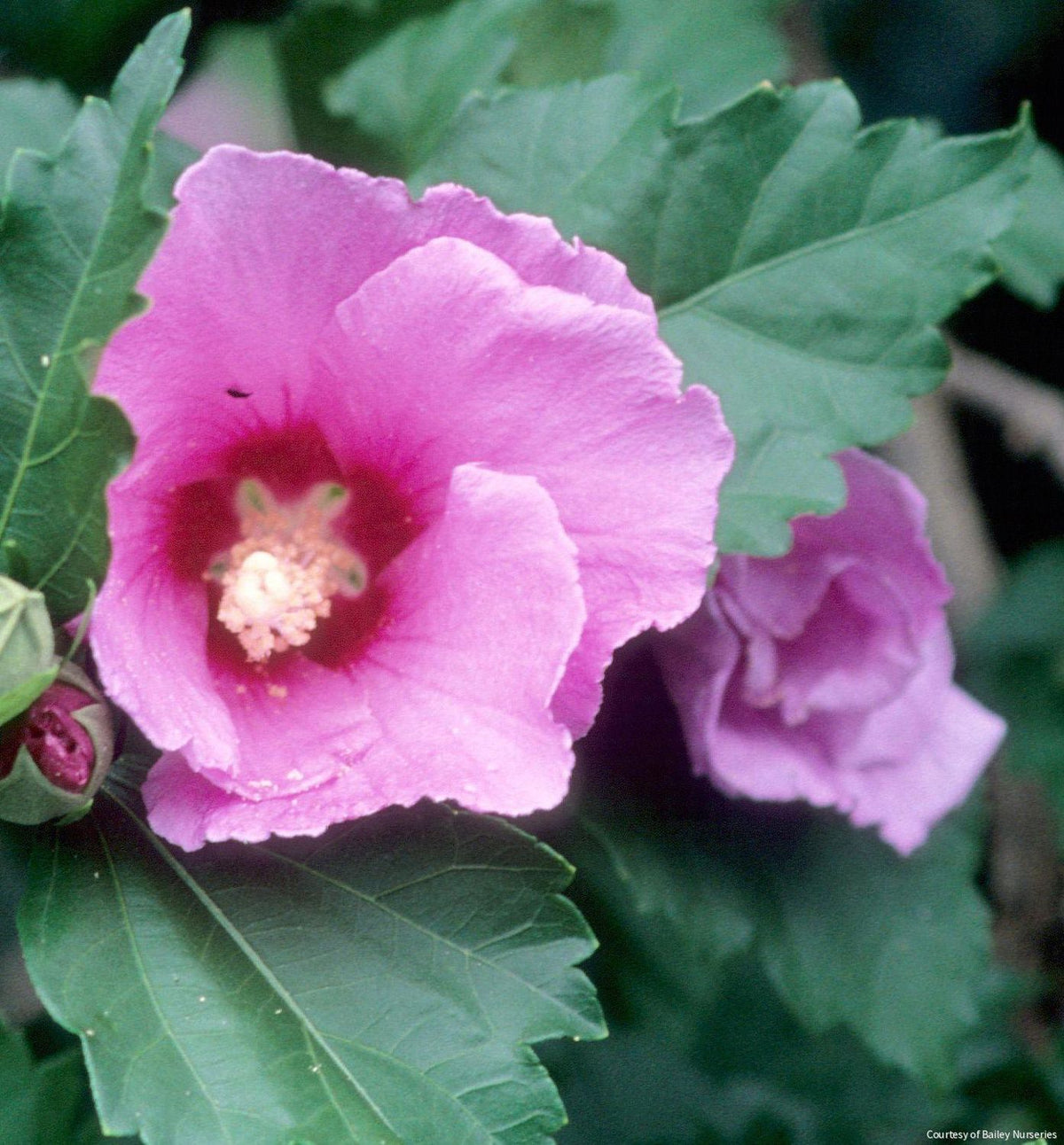 Hibiscus s. 'Minerva' -Ship Only