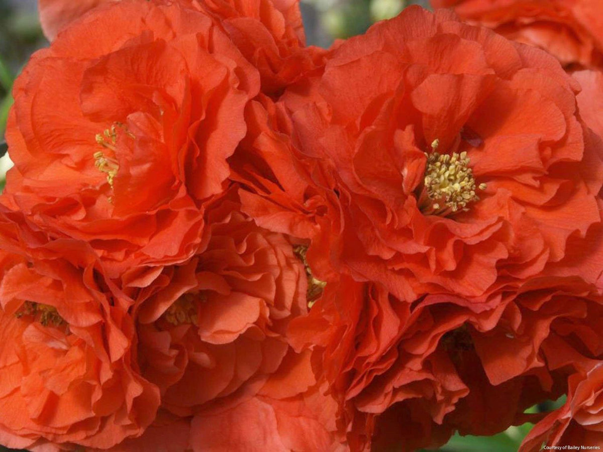 Chaenomeles Double Take® Orange -Ship Only