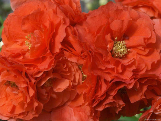 Chaenomeles Double Take® Orange -Ship Only