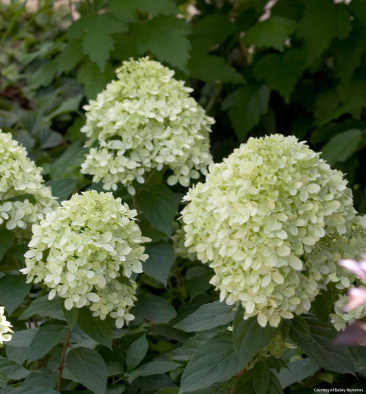 Hydrangea p. Little Lime® -Ship Only