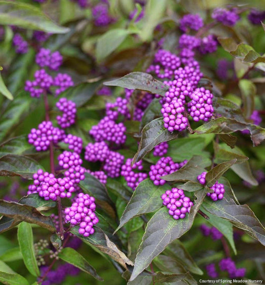 Callicarpa d. 'Early Amethyst' -Ship Only