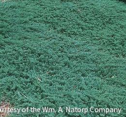 Juniperus h. 'Wiltonii' -Ship Only
