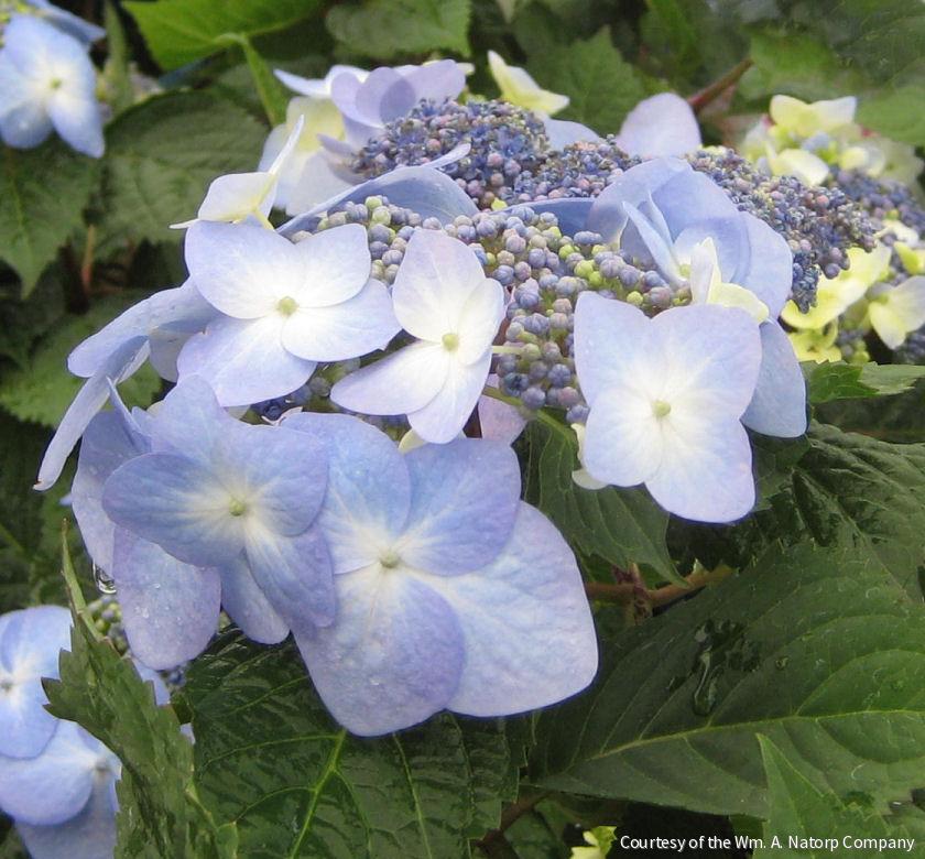 Hydrangea m. Twist-n-Shout® -Ship Only