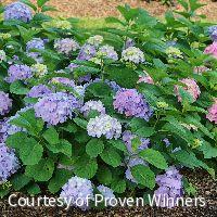 Hydrangea m. Let's Dance Sky View® -Ship Only