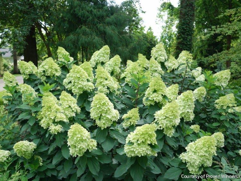 Hydrangea p. Limelight Prime® -Ship Only