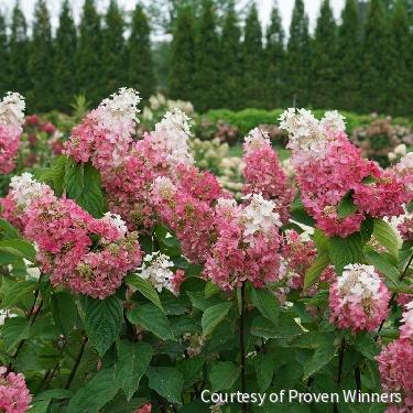 Hydrangea p. Pinky Winky Prime® -Ship Only