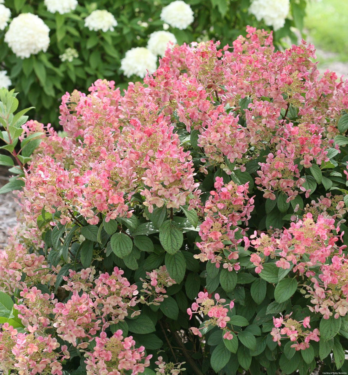 Hydrangea p. Little Quick Fire® -Ship Only