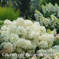Hydrangea p. Puffer Fish™ -Ship Only