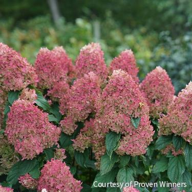 Hydrangea p. Quick Fire Fab® -Ship Only